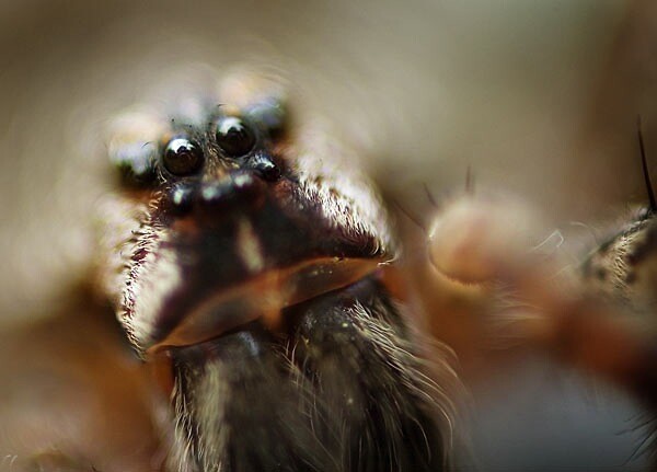 DG Micro